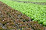 Le jardin d\'Oueden, producteur de fraîcheur