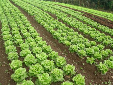 les salades