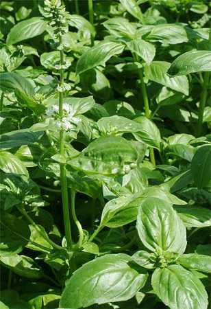 Les herbes fines